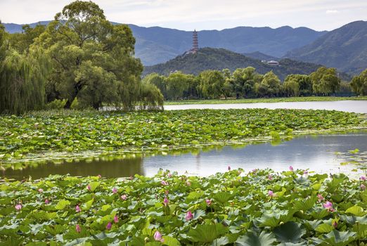 Yue Feng Pagonda Pink Lotus Pads Garden Reflection Summer Palace Beijing China