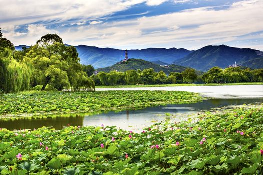 Yue Feng Pagonda Pink Lotus Pads Garden Reflection Summer Palace Beijing China