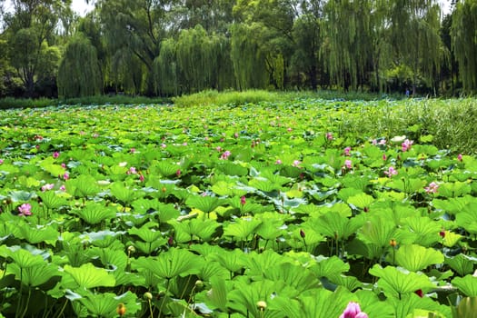 Pink Lotus Pads Garden Summer Palace Beijing China