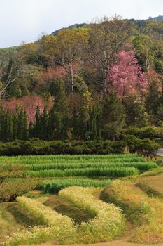 landscape nature