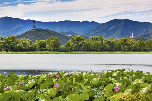 Yue Feng Pagonda Pink Lotus Pads Garden Reflection Summer Palace Beijing China