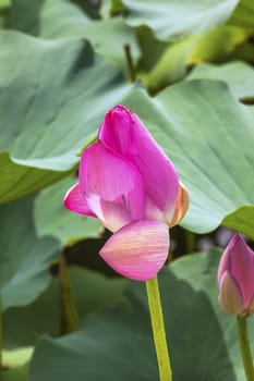 Pink Lotus Bud  Lily Pads Close Up  Lotus Pond Summer Palace Beijing China China