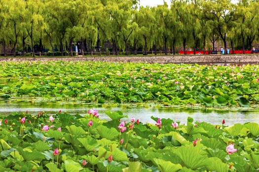 Pink Lotus Pads Garden Summer Palace Beijing China