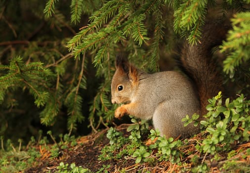 Wild red squirrel eating in natural autumn forest environment
