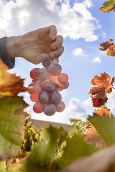 The autumn weather in Sardinia in the vineyards of Sulcis. South West of Sardinia.