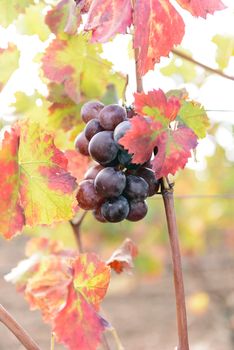 The autumn weather in Sardinia in the vineyards of Sulcis. South West of Sardinia.