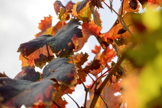 The autumn weather in Sardinia in the vineyards of Sulcis. South West of Sardinia.