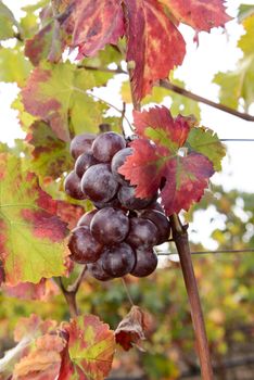 The autumn weather in Sardinia in the vineyards of Sulcis. South West of Sardinia.