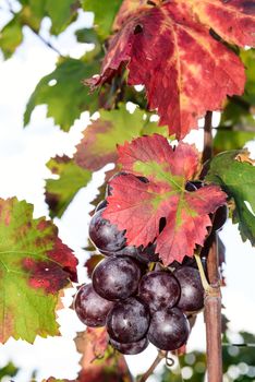 The autumn weather in Sardinia in the vineyards of Sulcis. South West of Sardinia.