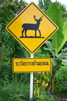 Traffic sign, Caution Deer Crossing