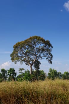 Big tree in the field