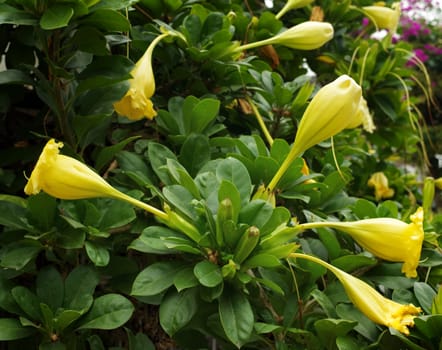 Showy chalicevine flower, Solandra grandiflora Sw. 