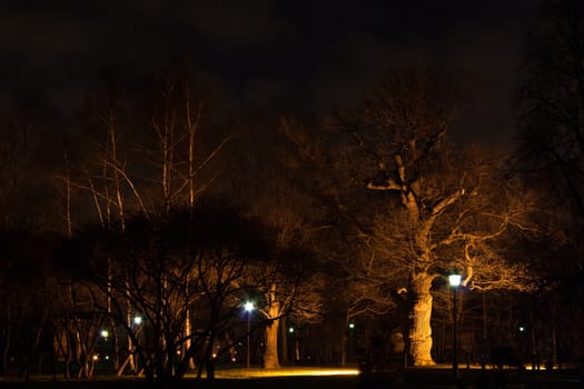 Very old oak tree in the Park at night in the light of streetlights. The autumn in Kolomenskoye park, Moscow.