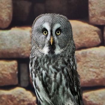 Great Grey Owl or Lapland Owl or Strix nebulosa      