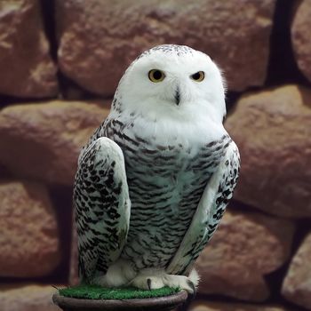 closeup of snow owl with nature background  