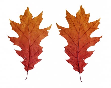 Bright autumn leaves isolated on white background.
two sides
