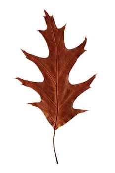 Bright autumn leaf isolated on white background.