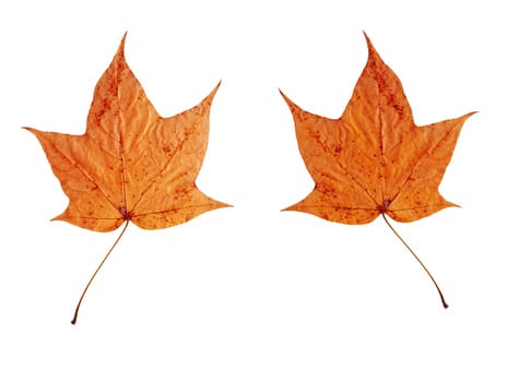 Bright autumn leaves isolated on white background.
two sides
