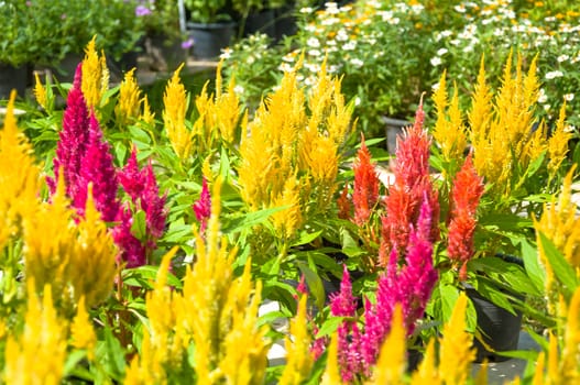 Colorful cockscomb flowers, Red and yellow cockscomb flowers.