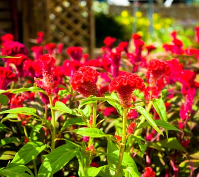 Colorful cockscomb flowers, Red and yellow cockscomb flowers.