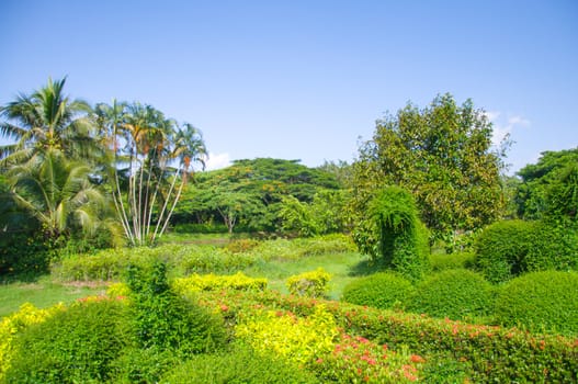 The beauty of green garden and many trees.