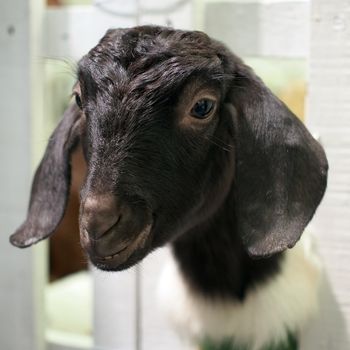 closeup of goat in the zoo