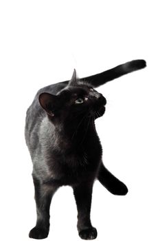 A Black female cat on white background in studio