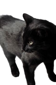 A Black female cat on white background in studio