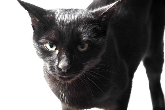 A Black female cat on white background in studio