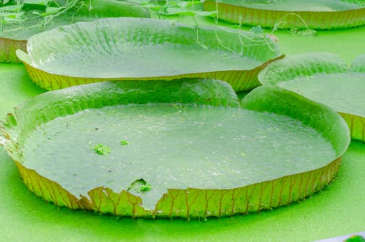 With the largest leaves in the world, the Victoria water lily or even the Amazon water lily called.