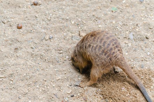 Meerkat digging the grave end.