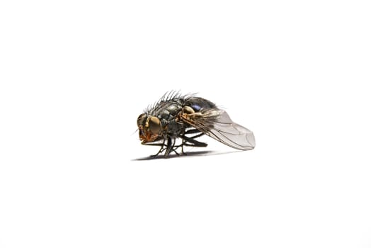 Macro shot of a housefly, Fly isolated on a white background