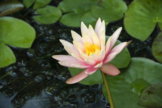 Pink waterlily and lily pads in a pond, UK