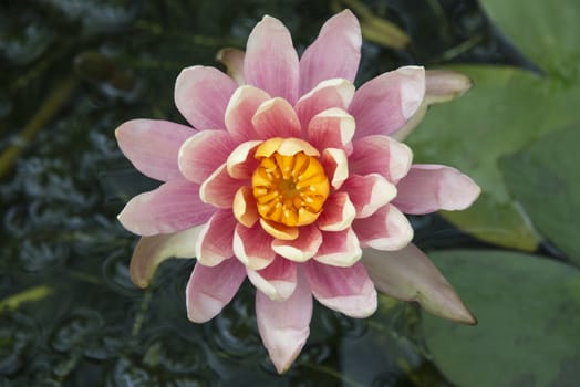 Pink waterlily and lily pads in a pond, UK