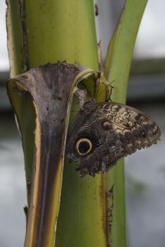 Forest Giant Owl butterfly (Caligo Eurilochus) on a leaf