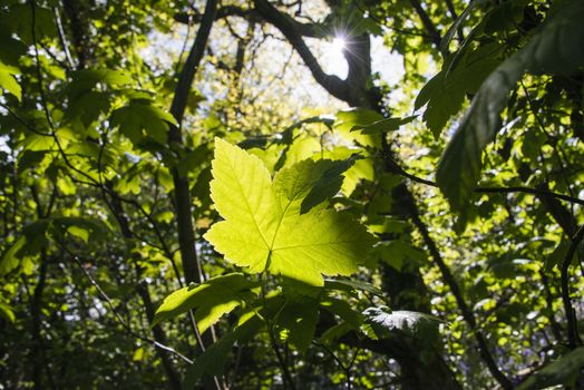 Light shining through a leaf in woodland, North Wales