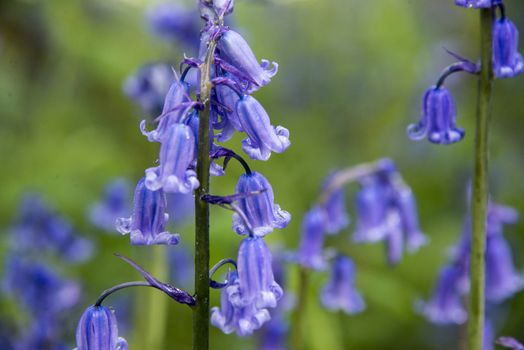 Closeup of a bluebell in a meadow