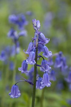 Closeup of a bluebell in a meadow