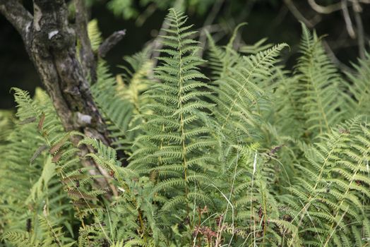 Ferns in woodland in England