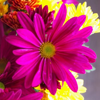 Pink daisy in close up, in a bunch