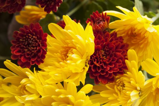 Red and yellow chrysantemums in a bunch