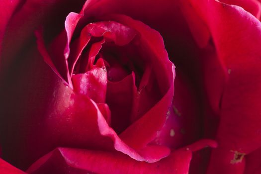 Red rose in strict close up, horizontal image