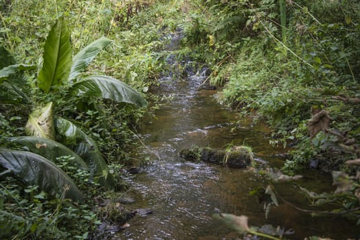 A stream in a wooded area in England