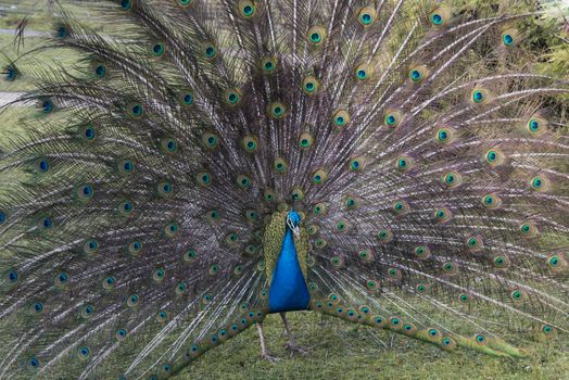 A peacock  Pavo cristatus  with his feathers outspread, Blackbrook zoo, England
