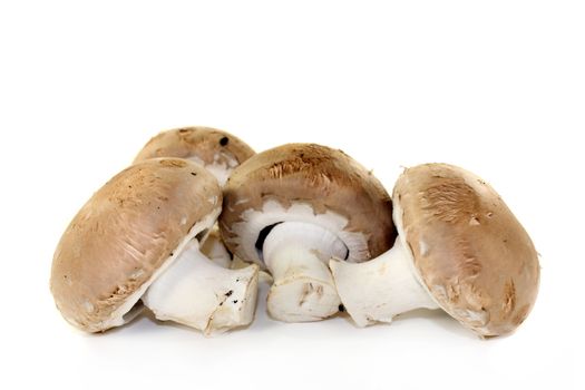 brown mushroom against a white background