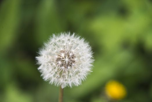 Close up of a common dandelion  Taraxacum officinale