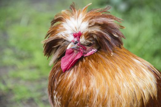 An orange chicken with long feathers on its head