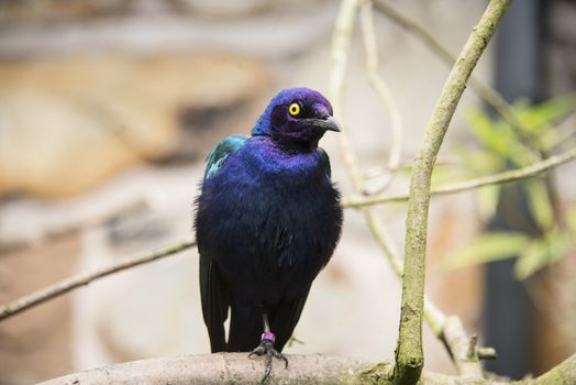 Purple glossy starling in a nature reserve