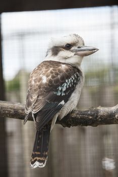 Kookaburra sitting on a perch in a wildlife reserve