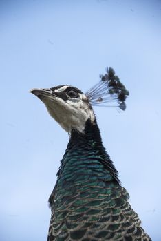 A peacock with a white head